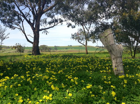 Clare Valley Cabins - Accommodation Brunswick Heads 14
