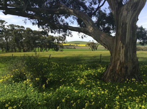 Clare Valley Cabins - Accommodation Brunswick Heads 1
