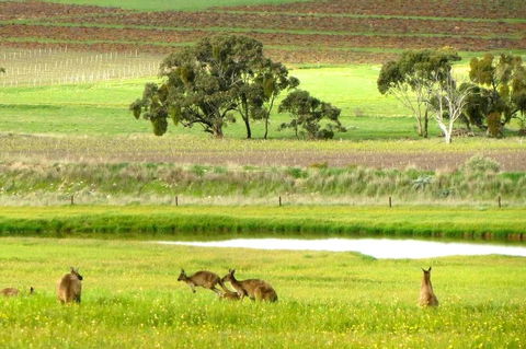 Clare Valley Cabins - Accommodation Brunswick Heads 35