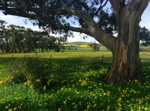 Clare Valley Cabins - Accommodation Brunswick Heads 21