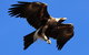 Eagles Range - thumb 16
