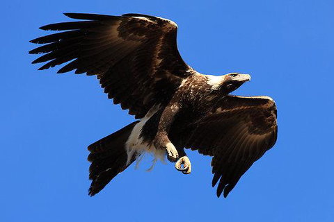 Eagles Range - Accommodation Brunswick Heads 16
