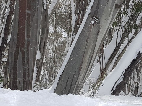 CHILL-OUT - Thredbo - Accommodation Brunswick Heads 30
