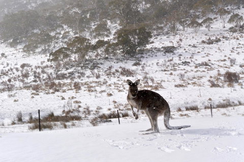 CHILL-OUT - Thredbo - Accommodation Brunswick Heads 27