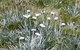 CHILL-OUT - Thredbo - thumb 36