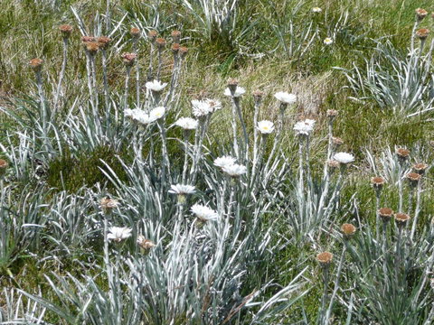 CHILL-OUT - Thredbo - Accommodation Brunswick Heads 36