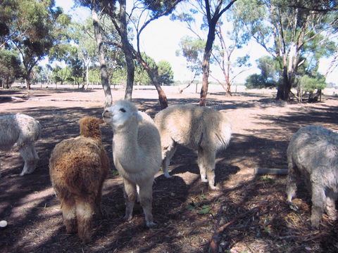 Linger Longer Vineyard - Accommodation Brunswick Heads 20