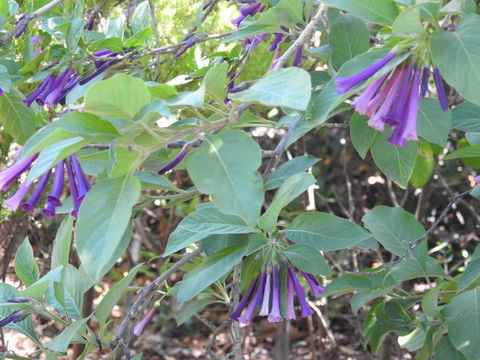 A Secret Garden - Accommodation Brunswick Heads 11