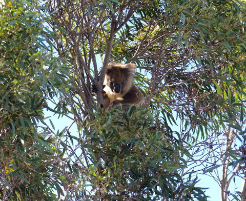 The Cape - Accommodation Brunswick Heads 5