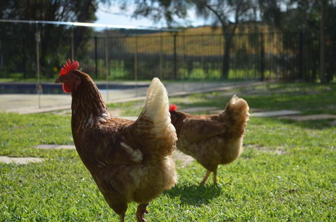 Amande Bed And Breakfast - Accommodation Brunswick Heads 20