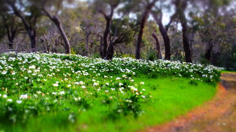Chandlers Smiths Beach Villas - Accommodation Brunswick Heads 13