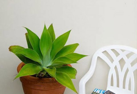 Sea & Soul Beachside Apartments - Accommodation Brunswick Heads 9