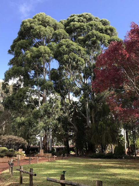 Forest Lodge Resort - Accommodation Brunswick Heads 15