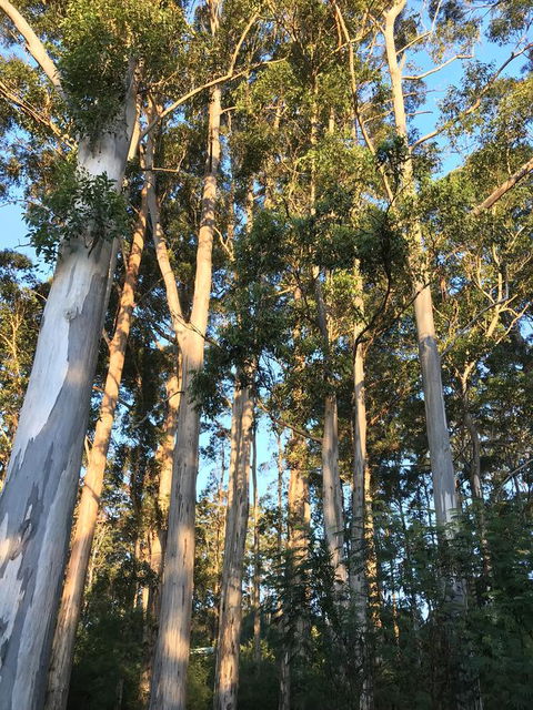 Forest Lodge Resort - Accommodation Brunswick Heads 37