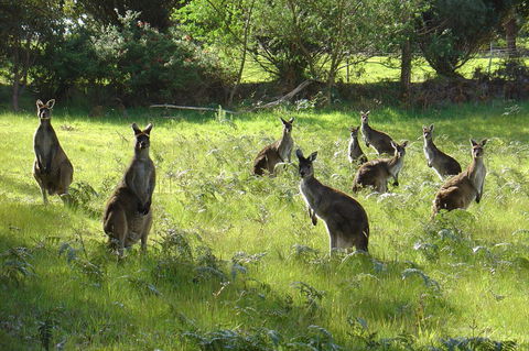 Blue House Denmark - Accommodation Brunswick Heads 13