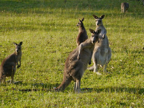 Dungowan Holiday Accommodation - Accommodation Brunswick Heads 27