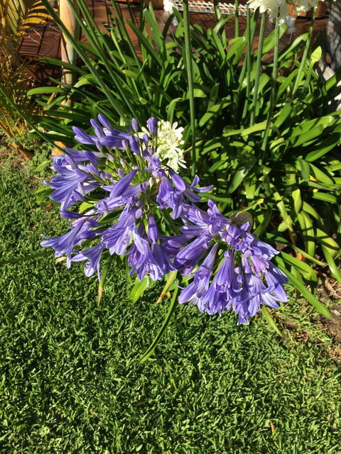 Bella Bali Gardens - Accommodation Brunswick Heads 21