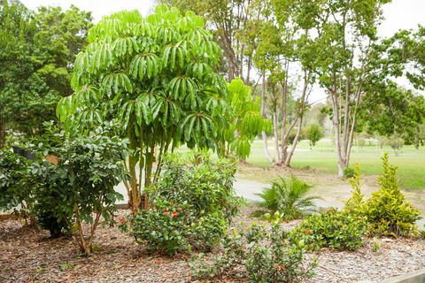Kempsey Rose Motor Inn - Accommodation Brunswick Heads 42