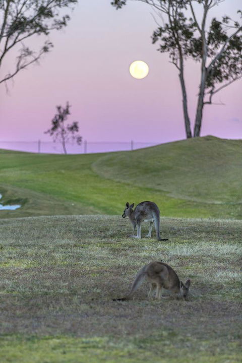Oaks Cypress Lakes Resort - Accommodation Brunswick Heads 28