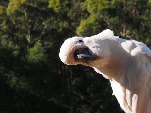 Bundle Hill Cottages - Accommodation Brunswick Heads 1