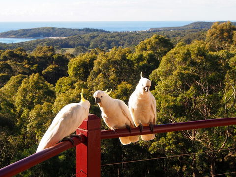 Bundle Hill Cottages - Accommodation Brunswick Heads 2