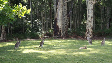 Bundle Hill Cottages - Accommodation Brunswick Heads 15