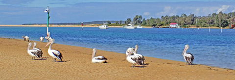 Pelican Motor Inn - Accommodation Brunswick Heads 29