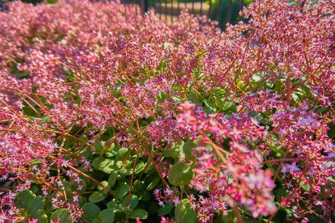 Hunter Oasis - Accommodation Brunswick Heads 37