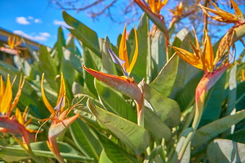 Hunter Oasis - Accommodation Brunswick Heads 33