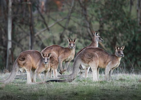Pound Creek Gallery - Accommodation Brunswick Heads 25