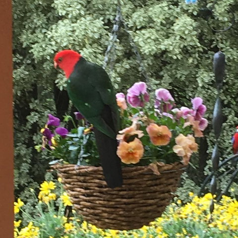 The Best Exotic Magnolia Cottage - Accommodation Brunswick Heads 32