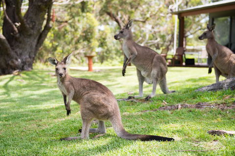 By The Beach B&B Self Contained Apartments - Accommodation Brunswick Heads 16