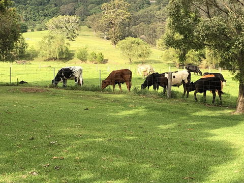 Arcadia - The Barn Cottage & Rosehill Cottage - Accommodation Brunswick Heads 26