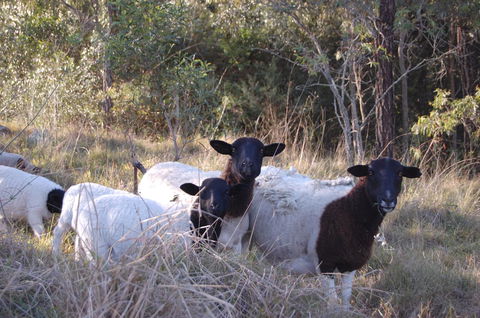 Cadair Cottages - Accommodation Brunswick Heads 15