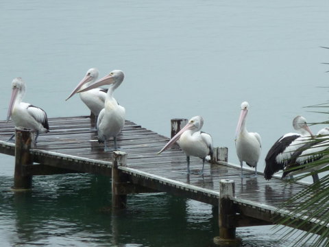 Pelican H2O One & Two Bedroom Apartments - Accommodation Brunswick Heads 6