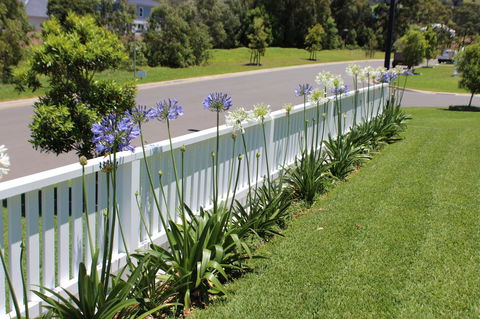 Red Waratah - Accommodation Brunswick Heads 2
