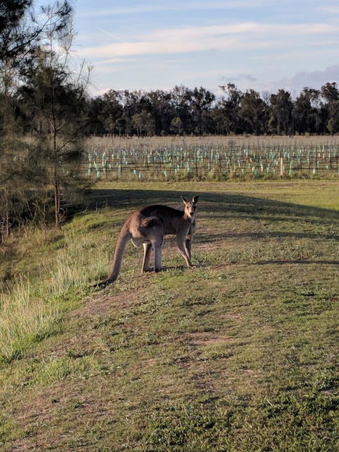 Madigan Wine Country Cottages - Accommodation Brunswick Heads 7