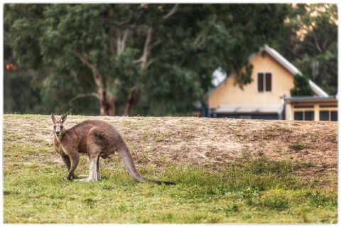 Madigan Wine Country Cottages - Accommodation Brunswick Heads 4