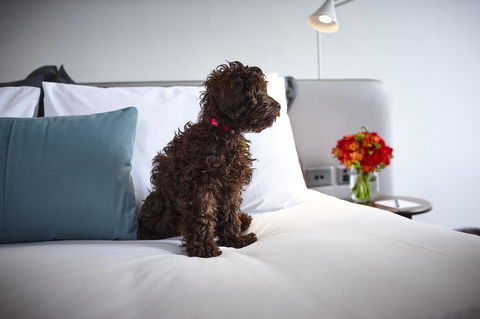 Hotel Indigo Sydney Potts Point, An IHG Hotel - Accommodation Brunswick Heads 28