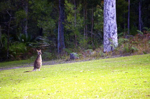 Jackson Ranch By Bannisters - Accommodation Brunswick Heads 31