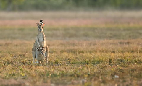 Wildman Wilderness Lodge - Accommodation Brunswick Heads 25
