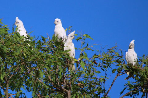 Aurora Kakadu Lodge - Accommodation Brunswick Heads 9