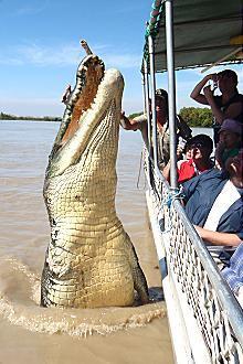 Kakadu @ The Kube (Darwin City) - Accommodation Brunswick Heads 3