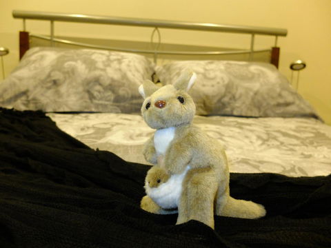 Rock Wallaby - Accommodation Brunswick Heads 17