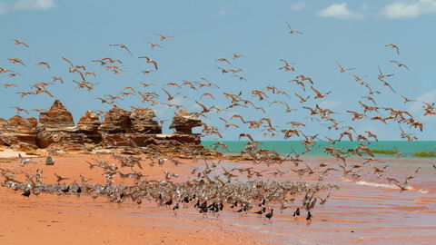 Broome Bird Observatory - Accommodation Brunswick Heads 1