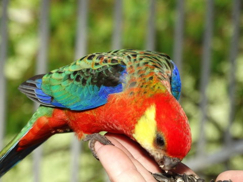 Cinnamon Coloureds Farm Cottages - Accommodation Brunswick Heads 3