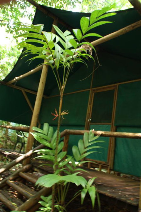 Daintree Crocodylus - Accommodation Brunswick Heads 3