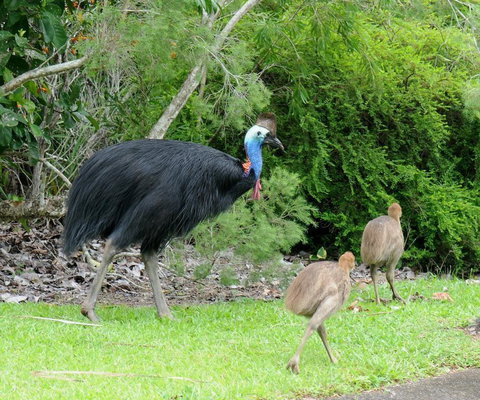 Daintree Rainforest Bungalows - Accommodation Brunswick Heads 3