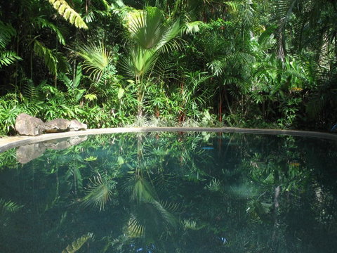 Daintree Rainforest Retreat Motel - Accommodation Brunswick Heads 0