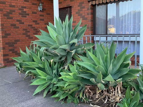 Delicate And Cozy Bedroom In Bentleigh East - Accommodation Brunswick Heads 2